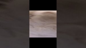 История игрушечных котят. Видео о котиках