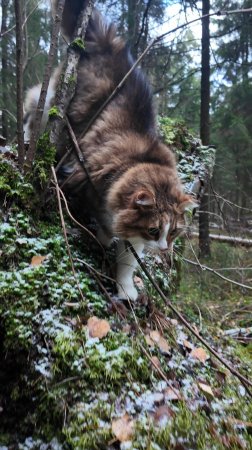 Кота переполняют эмоции.