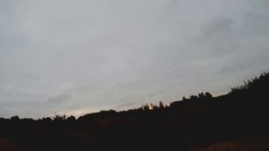 Слабый гон у лосей. Хитрый бык почувствовал опасность