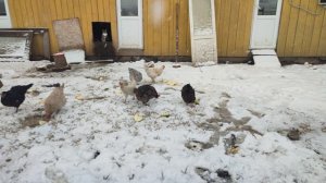 Почему стараюсь кормить кур 🐔 на улице до стойких морозов? 🤔