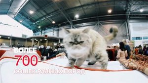 Мир кошек 12-13 сентября 2020