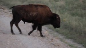 4975294-hd_1920_1080_30fps