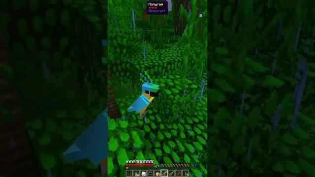 Гайд на Попугая в майнкрафт / Parrot in Minecraft #shorts #minecraft #gaming #games #parrot #ic2