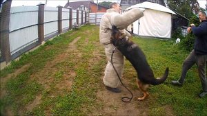 Немецкая овчарка защита хозяина. Классика защитного курса "КИНБОЙ"