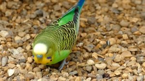 854869-hd_1920_1080_25fps