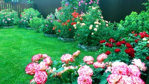 Цветение роз. Подмосковье. Вечер. 01.07.2024 г.