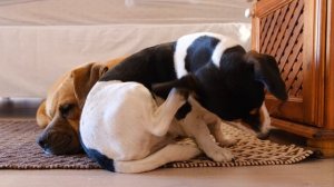 4870188-uhd_3840_2160_30fps