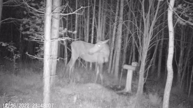 Лоси и косули на солонце. Видео с фотоловушки.