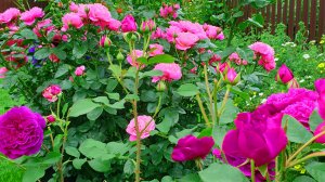 Яркие воспоминания о лете. В моём саду цветут розы, гортензии и клематисы.