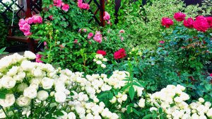 Цветение розы Вайт Морсдаг.