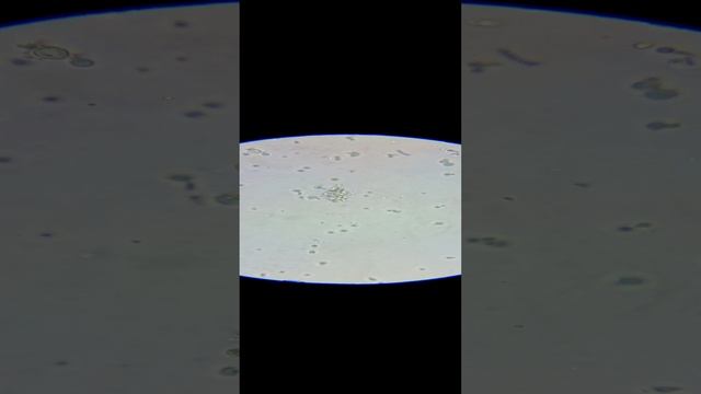 Натуральная молочная кислота