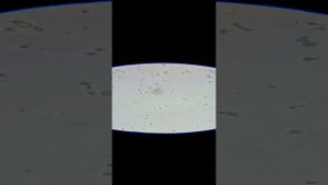 Натуральная молочная кислота