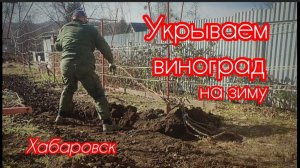 Укрытие винограда на зиму.