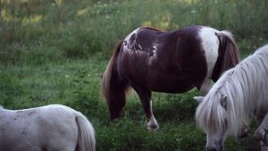 5129346-hd_1920_1080_24fps