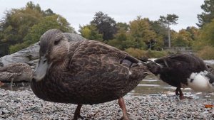 5844085-uhd_3840_2160_30fps