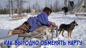 Кочевник Няду. Как выгодно обменять нарту