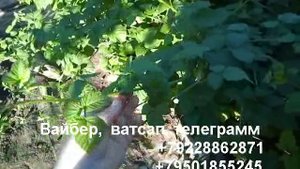 Ежемалина тайбери.