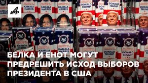 Белка и енот могут предрешить исход выборов президента в США