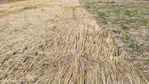 КОП на стерне. Часть2: Новые находки на поле 18 века.