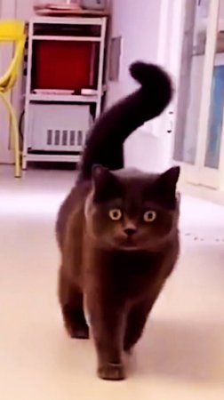 Кот, который гулял сам по себе 🐈