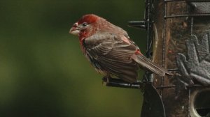 4334550-uhd_3840_2160_24fps