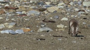 Моя Родина-Россия