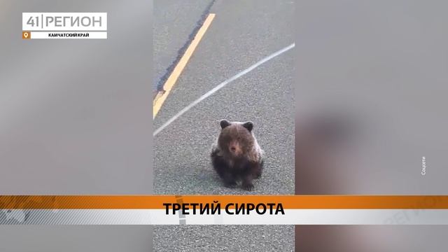 ЕЩЁ ОДИН МЕДВЕЖОНОК ОСТАЛСЯ БЕЗ МАМЫ НА КАМЧАТКЕ • НОВОСТИ КАМЧАТКИ