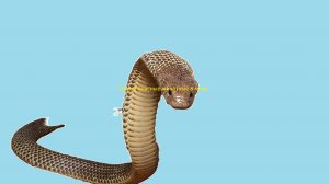 Самые опасные животные в мире #1