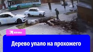 Падающее дерево едва не убило прохожего в Майкопе