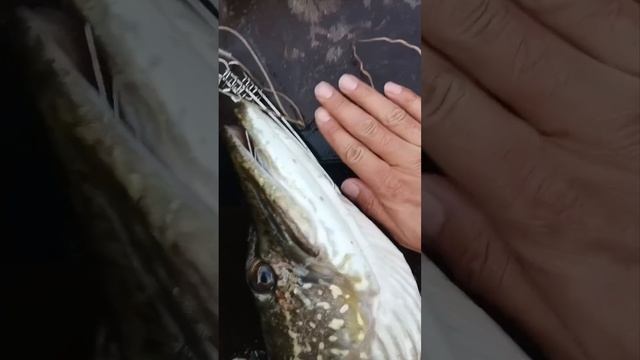МАМКА КЛЮНУЛА на Longbill 130 #norstream #fishing #рыбалка #щука