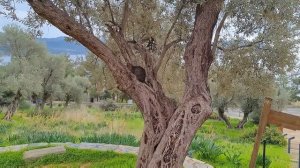 Каш - колоритный туристический городок, который Коты рекомендуют! Турция - 2024  | Kaş, Turkey 2024