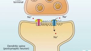 AMPA and NMDA receptors