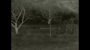 03.11.2024 Открытие охоты на шакала в угодьях рядом с домом. Прицел Iray Saim SCT 35 v.2