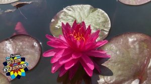 Нимфея Bangkok Miracle (Бангкокское чудо) кувшинка, waterlily, водные растения, пруд