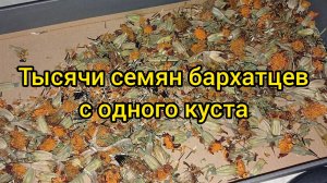 Оказывается с 1 куста бархатцев можно собрать тысячи семян. В магазинах они должны стоить копейки