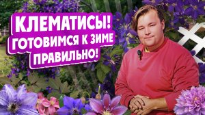 КЛЕМАТИСЫ! Готовимся к зиме правильно!