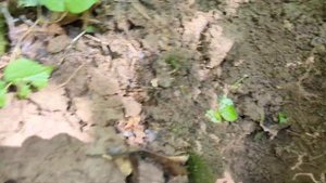 Коп в старом парке.  DEUS2 Master.  Mонета Екатерины Великой.