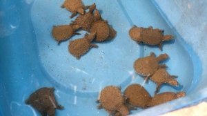 4978996-hd_1920_1080_30fps