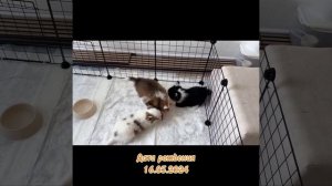 Щенки чихуахуа, д.р. 16.05.2024 #чихуахуа #chihuahua #чихуахуащенки #chihuahuapuppy