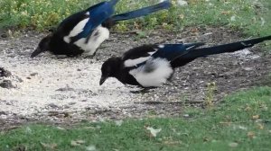 1343214-hd_1920_1080_30fps