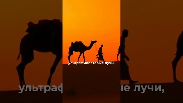 Почему в пустыне носят темную одежду?