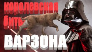 КОРОЛЕВСКАЯ БИТВА ВАРЗОНА #сезонконтентаRUTUBE