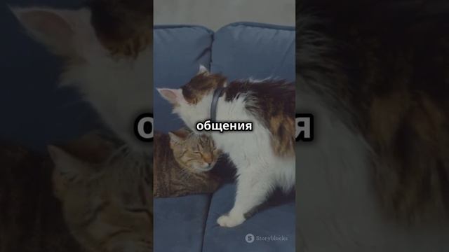 Как улучшить отношения с котом: лайфхак от ученых #КошачьяУлыбка #Кошки #УходЗаКошками