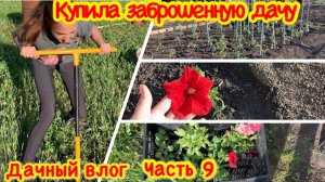 НЕОПЫТНАЯ ОГОРОДНИЦА/ПОСАДКА ПОМИДОР В ОТКРЫТЫЙ ГРУНТ/ЦВЕТЫ ДЛЯ ЛЕТНЕГО САДА/ПОСАДКА ЦВЕТОВ