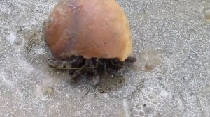 855228-hd_1280_720_30fps