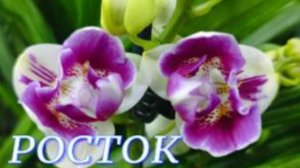 №961/ ОБЗОР красивых ОРХИДЕЙ в с/ц  РОСТОК. Много ХОЙ.