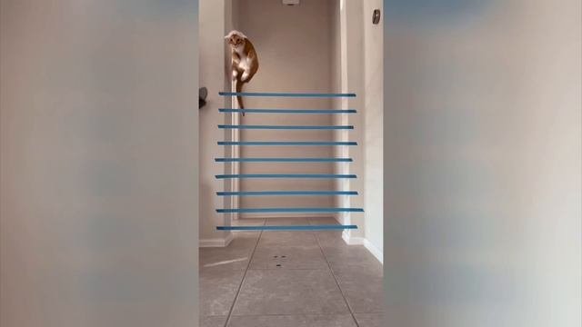 смешное!