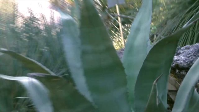 Катаемся и показываем: Дендрарий Сочи смотреть онлайн