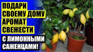 Прорастить лимон из косточки ⚫ Питомник в павловске официальный 🚫