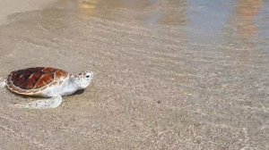 5257806-hd_2048_948_29fps